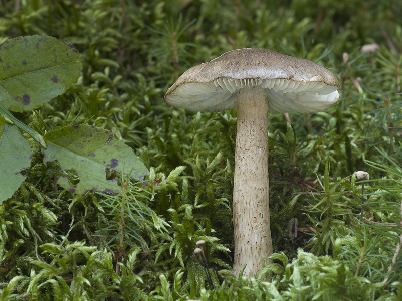 Tricholoma fucatum